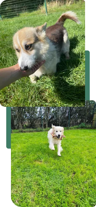 Le Bois du Roy - Accueil - Pension chiens - Image Le Bois du Roy - Accueil - Pension chiens - Image