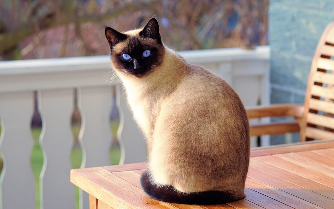 Nourriture à volonté et obésité du chat domestique