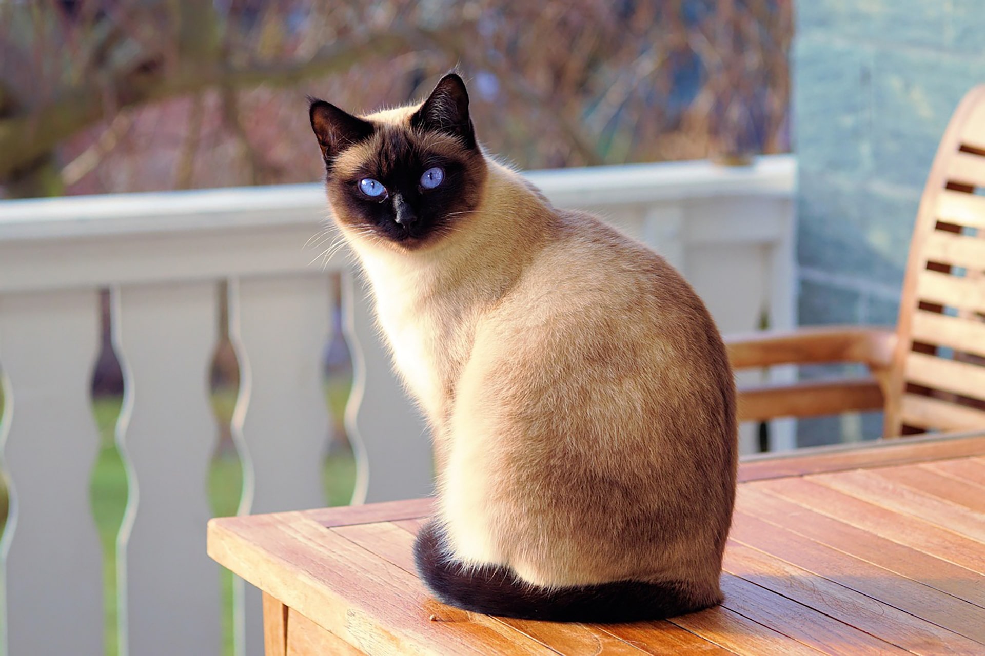 Nourriture à volonté et obésité du chat domestique