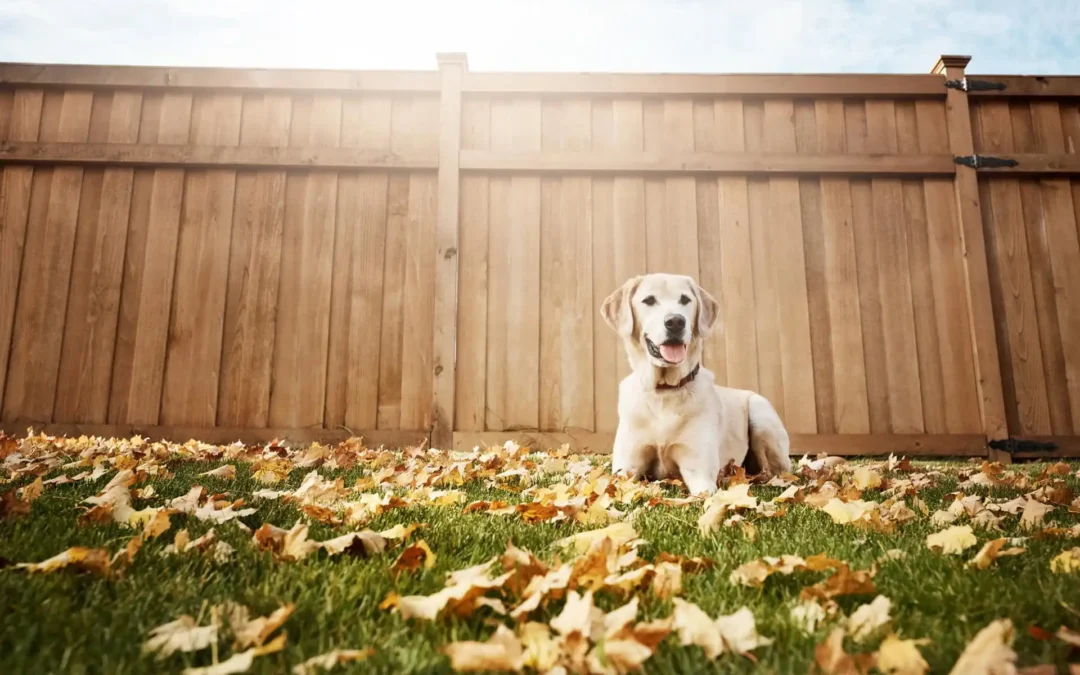 Mettre son chien en pension pour la première fois : préparation, conseils et erreurs à éviter