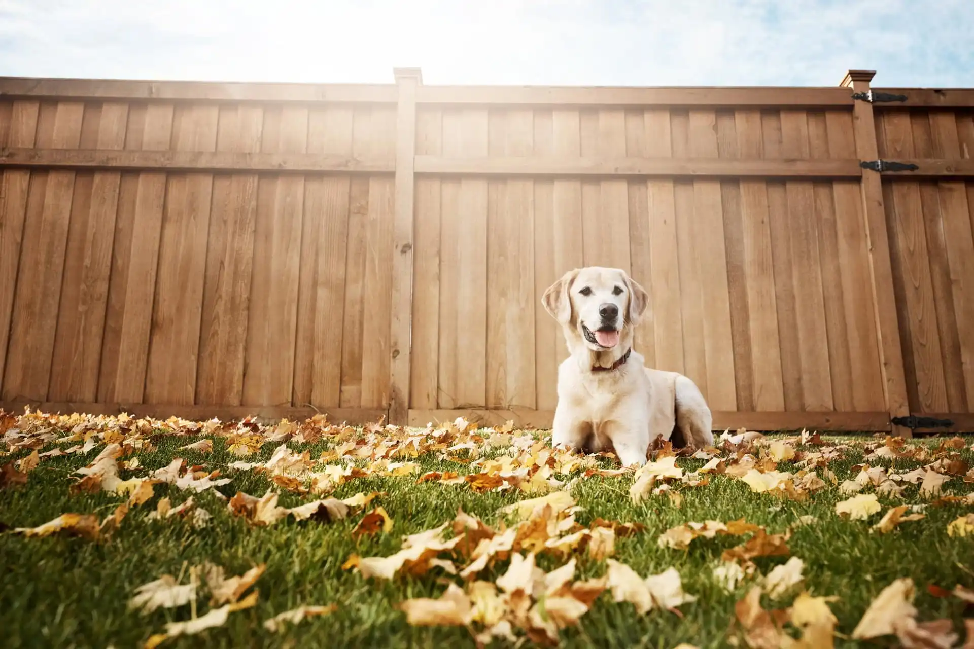 Mettre son chien en pension pour la première fois : préparation, conseils et erreurs à éviter - Image à la une